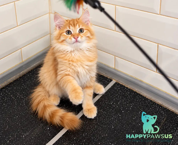 Leo Siberian male red spotted tabby - live animals