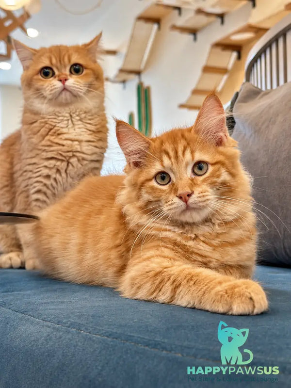 Leo Siberian male red spotted tabby - live animals