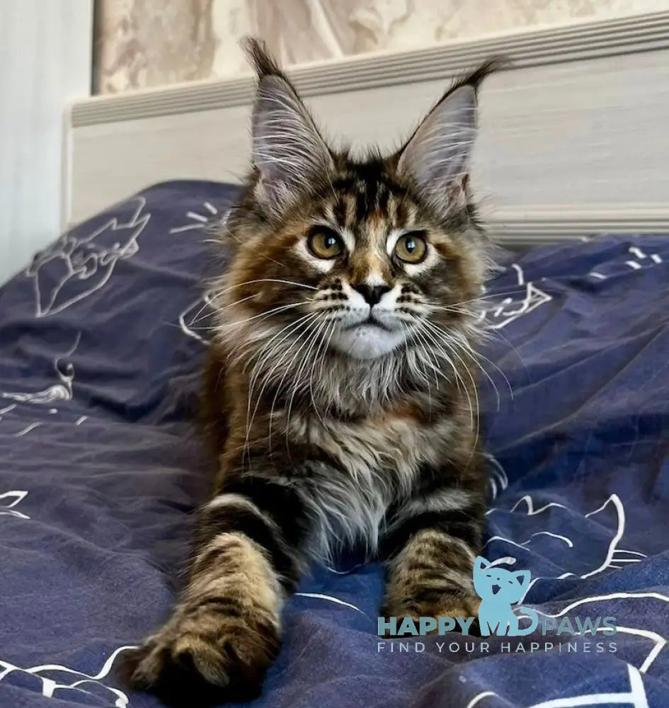 Leola Maine Coon female black tortie tabby live animals