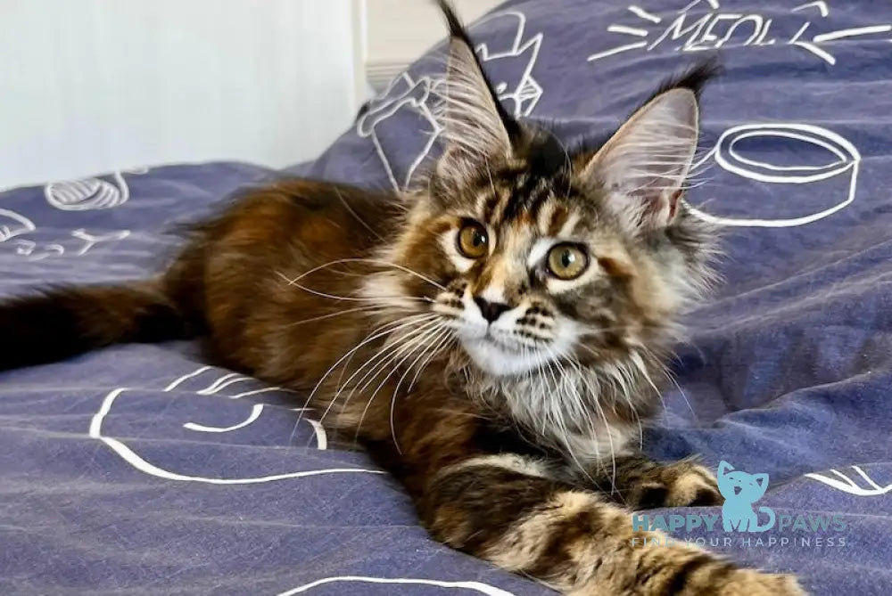 Leola Maine Coon female black tortie tabby live animals