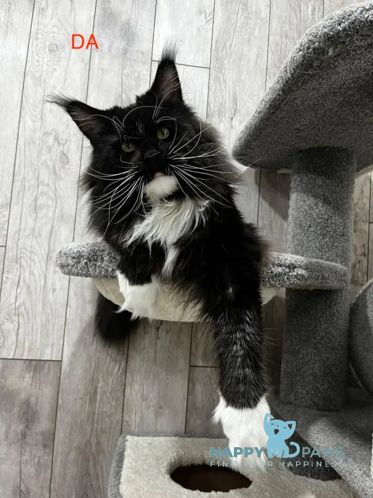 Leola Maine Coon female black tortie tabby live animals
