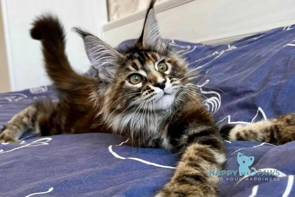 Leola Maine Coon female black tortie tabby live animals