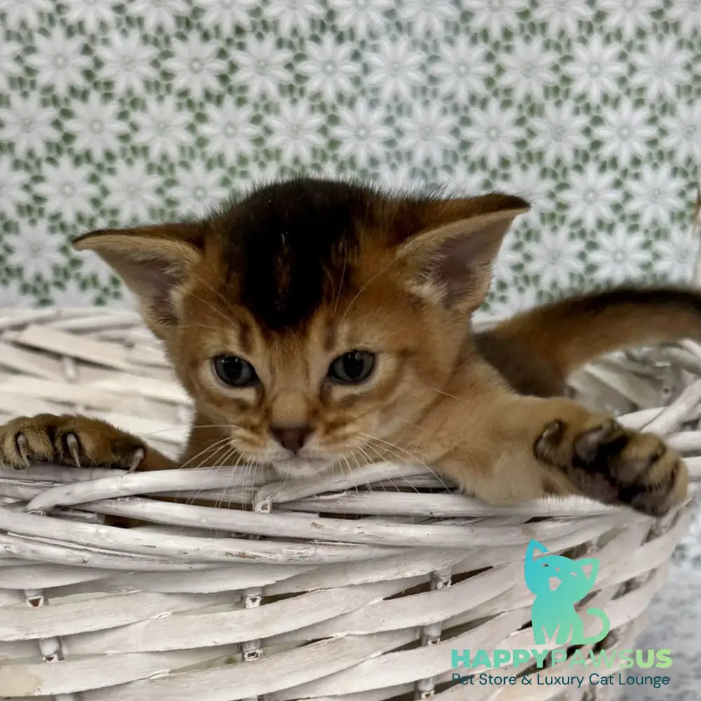Leon Abyssinian male ruddy - live animals