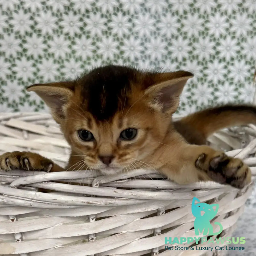 Leon Abyssinian male ruddy - live animals