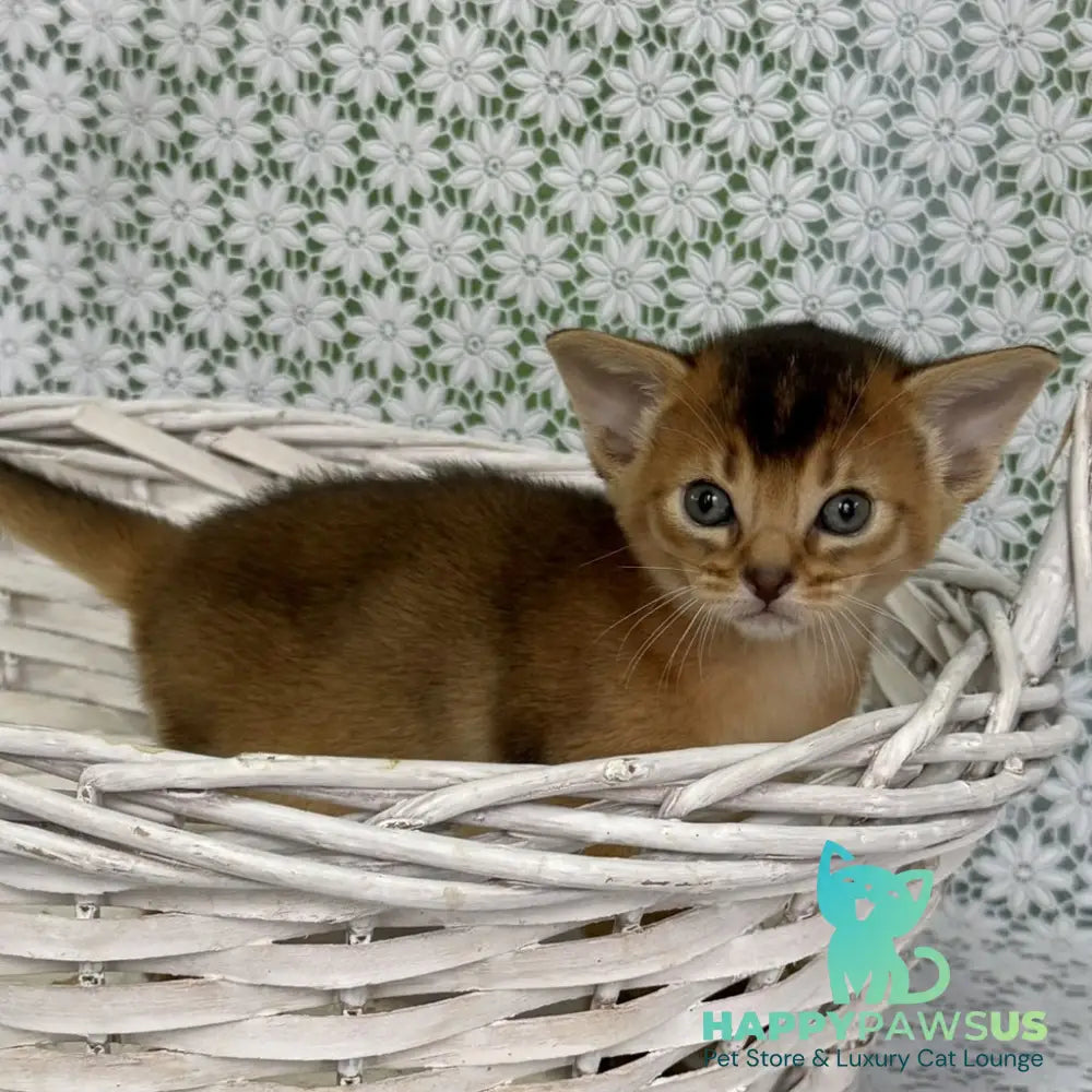 Leon Abyssinian male ruddy - live animals