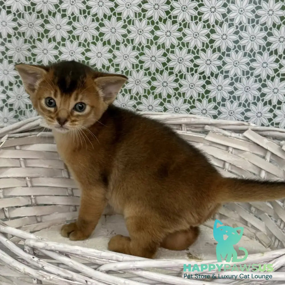 Leon Abyssinian male ruddy - live animals