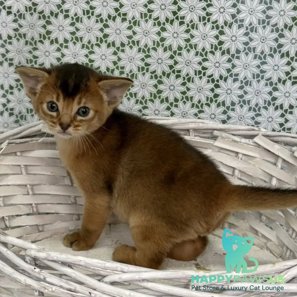Leon Abyssinian male ruddy - live animals