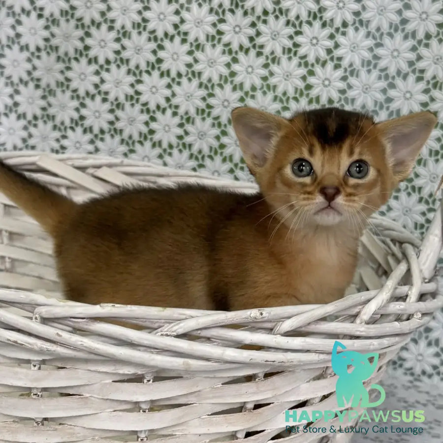 Leon Abyssinian male ruddy - live animals