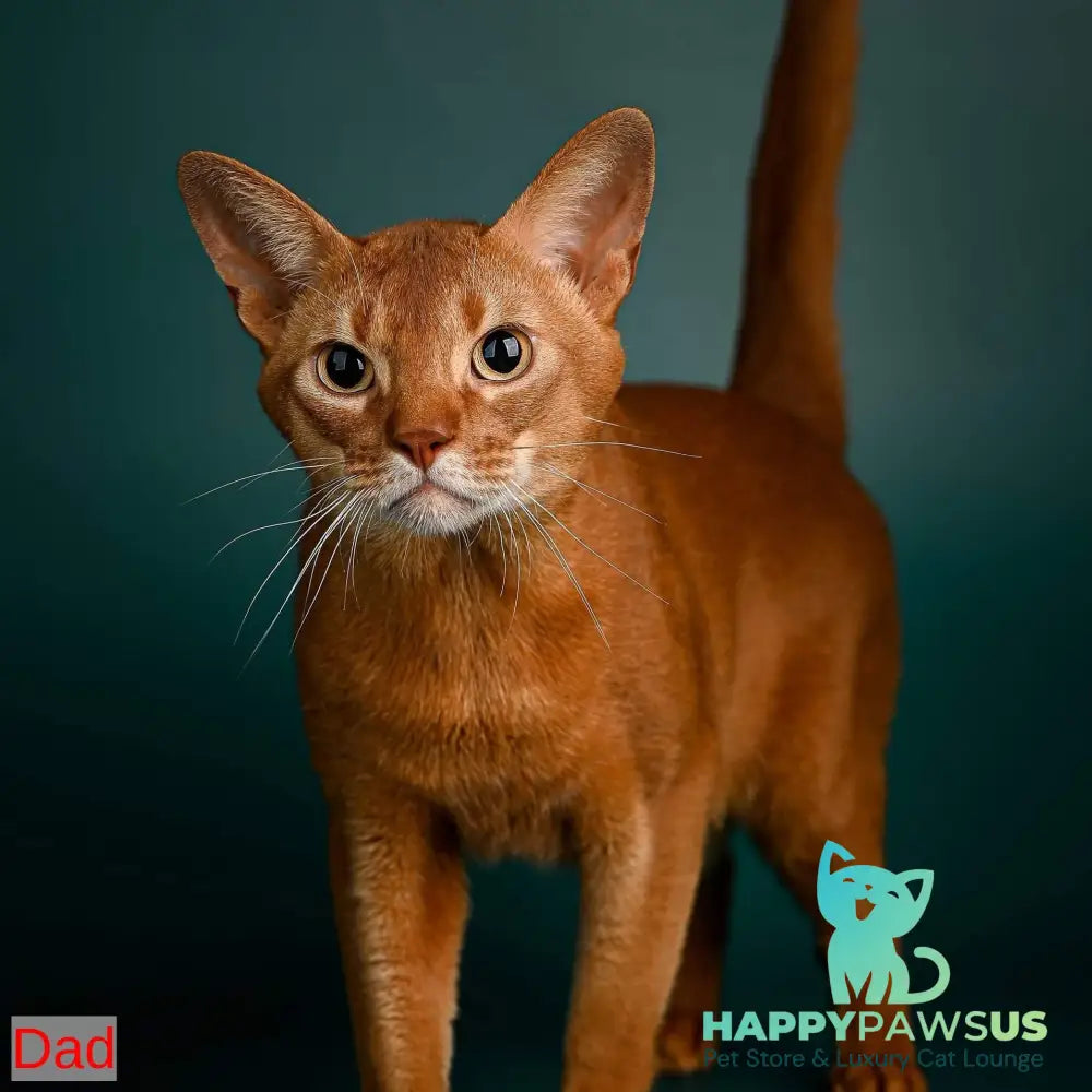 Leon Abyssinian male ruddy - live animals