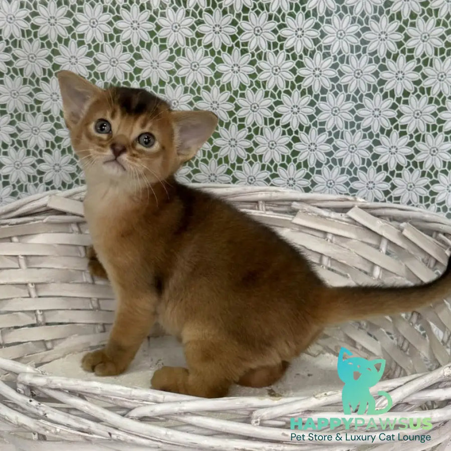 Leon Abyssinian male ruddy - live animals