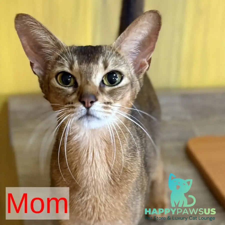 Leon Abyssinian male ruddy - live animals