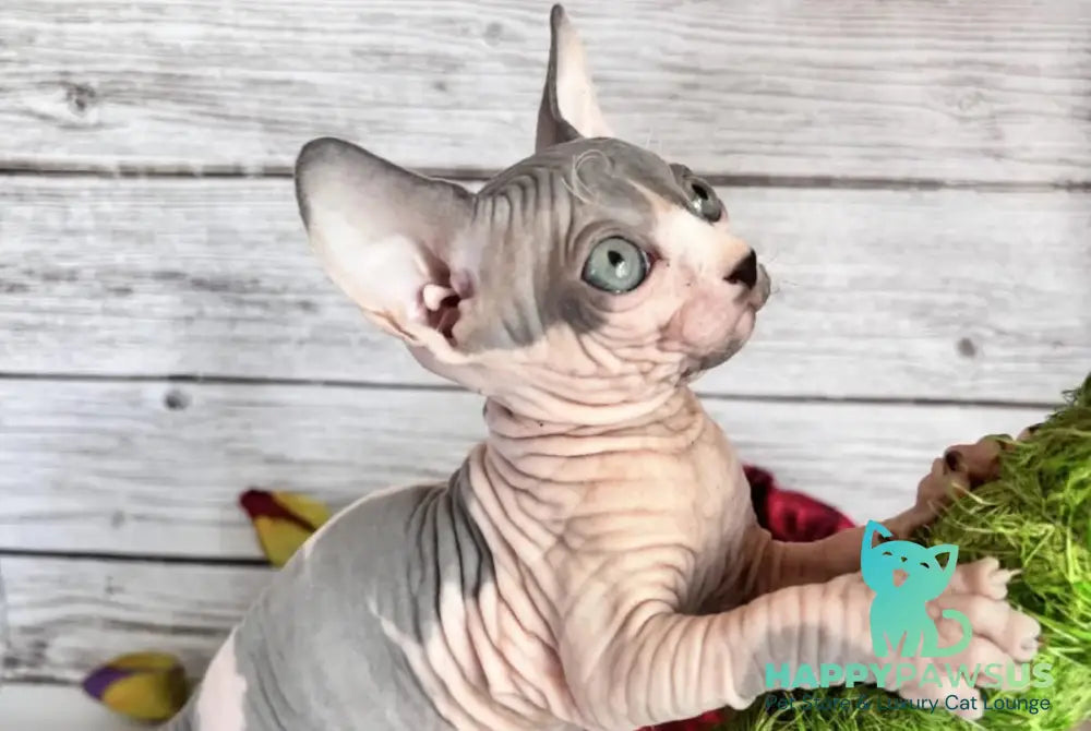 Leon Bambino male blue harlequin - live animals