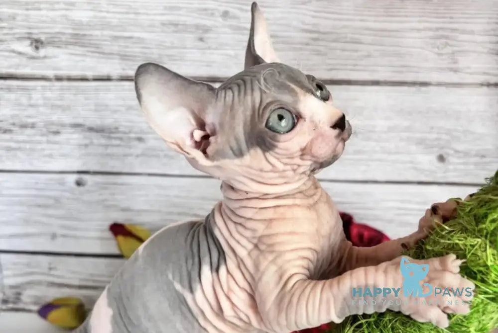Leon Bambino male blue harlequin - live animals