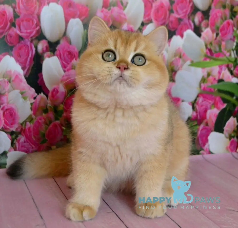 Leon British Shorthair male black golden chinchilla live animals