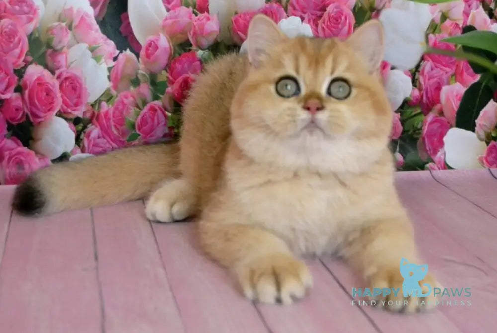 Leon British Shorthair male black golden chinchilla live animals