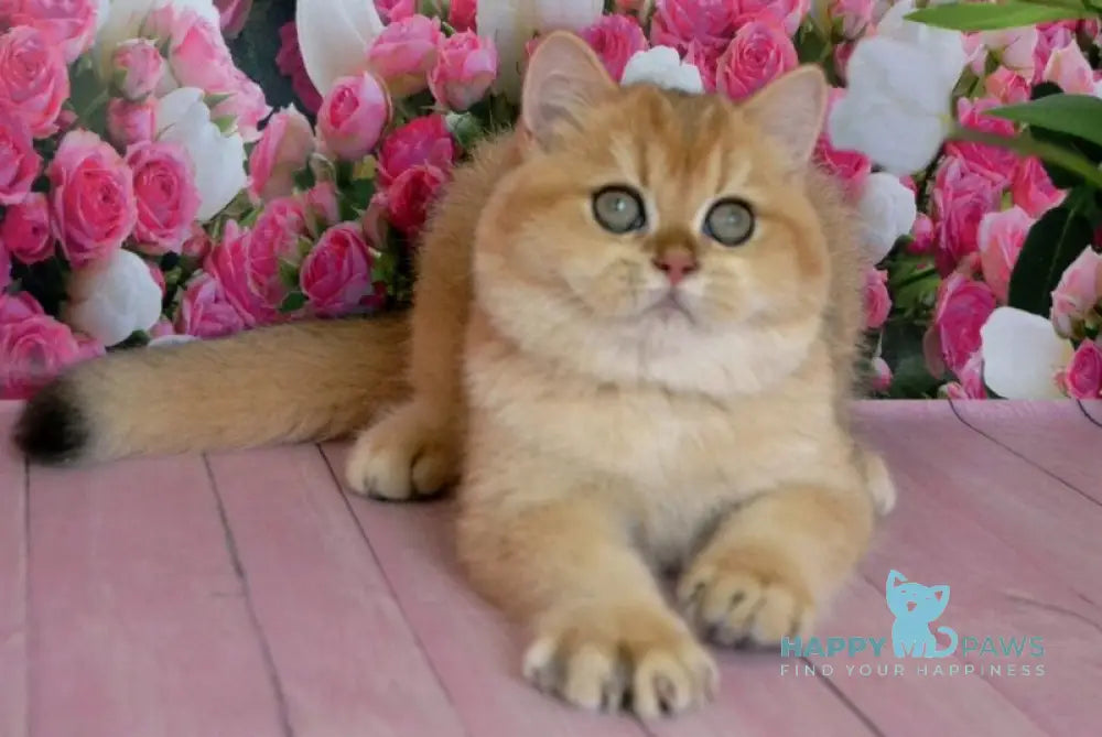 Leon British Shorthair male black golden chinchilla live animals