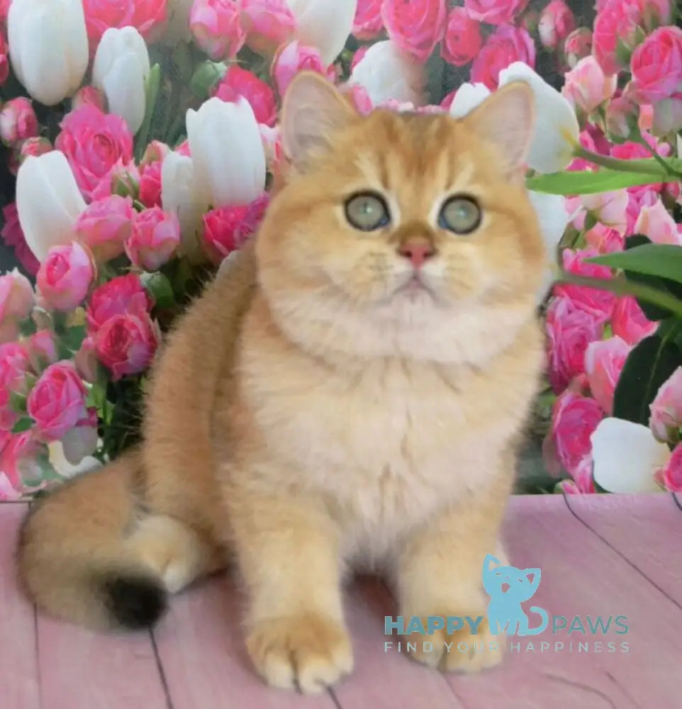 Leon British Shorthair male black golden chinchilla live animals