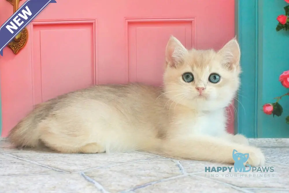 Leon British Shorthair male blue golden shaded live animals