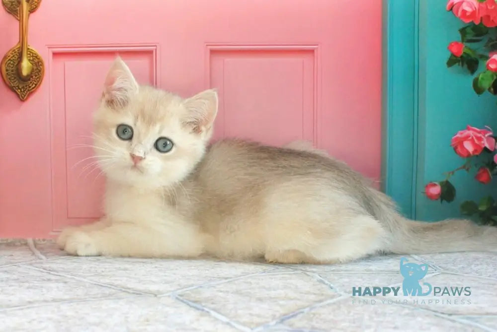 Leon British Shorthair male blue golden shaded live animals