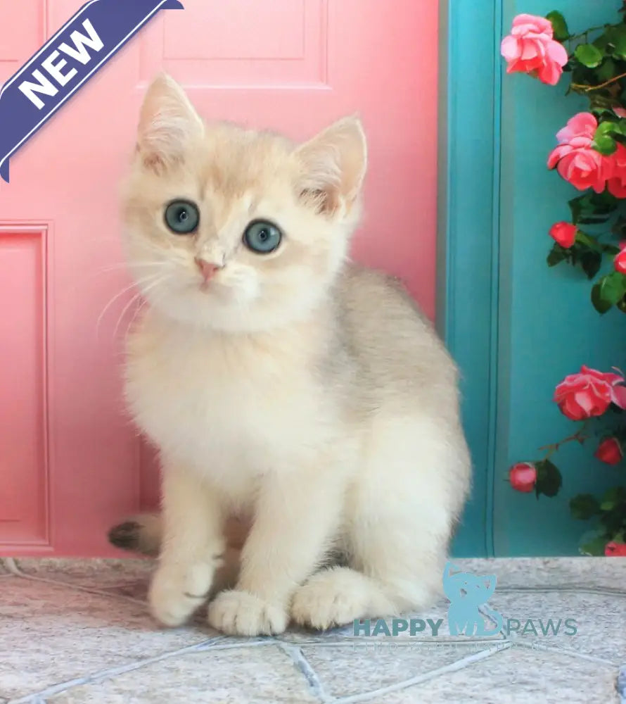 Leon British Shorthair male blue golden shaded live animals