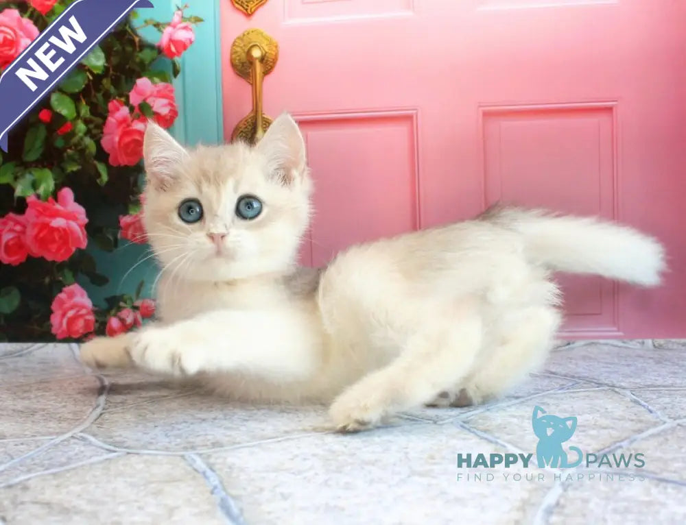 Leon British Shorthair male blue golden shaded live animals