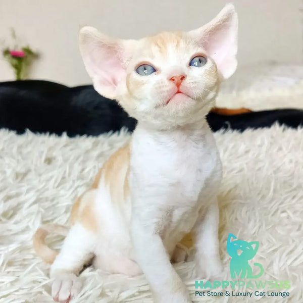 Leon Devon Rex male red bicolour - live animals