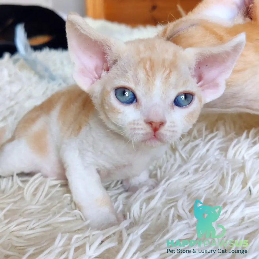 Leon Devon Rex male red bicolour - live animals
