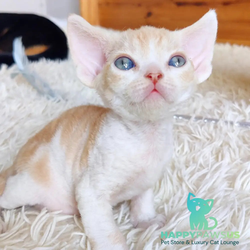 Leon Devon Rex male red bicolour - live animals