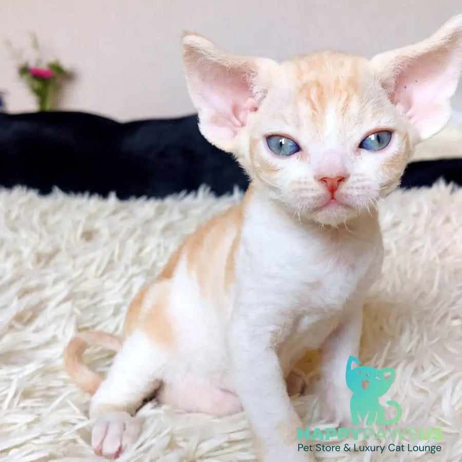 Leon Devon Rex male red bicolour - live animals