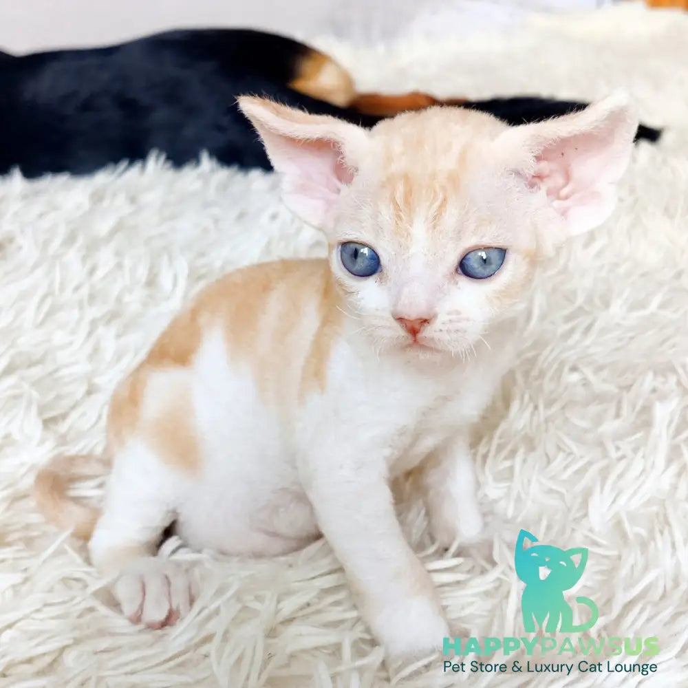 Leon Devon Rex male red bicolour - live animals