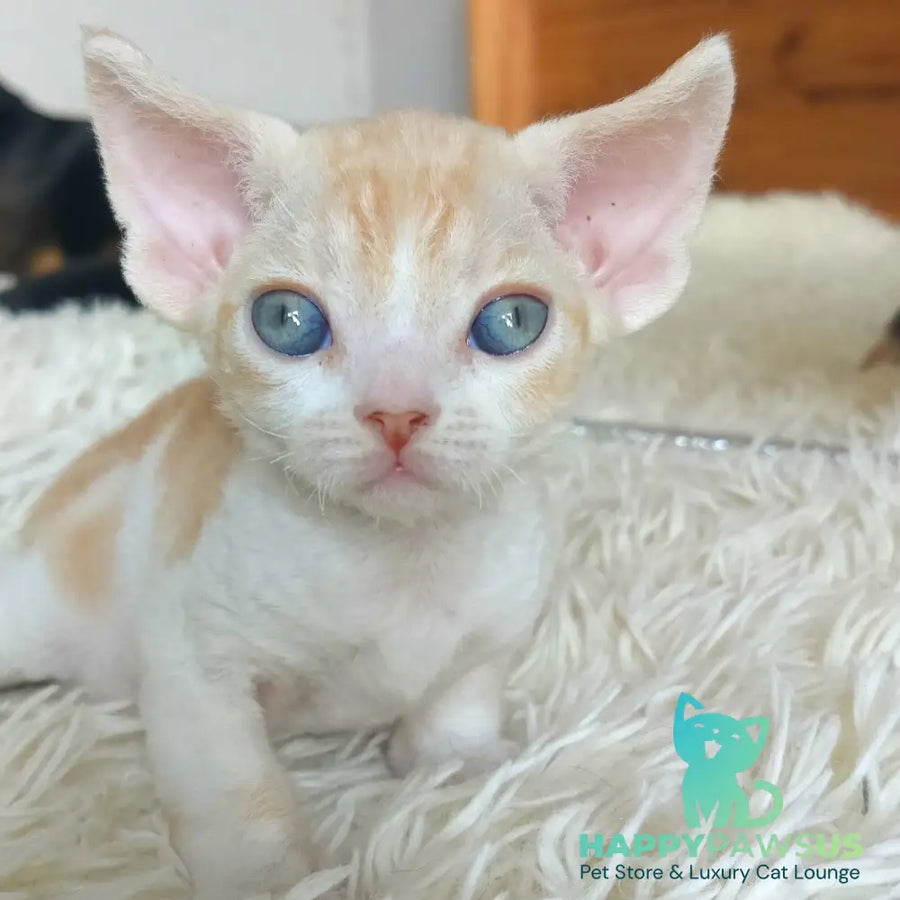 Leon Devon Rex male red bicolour - live animals