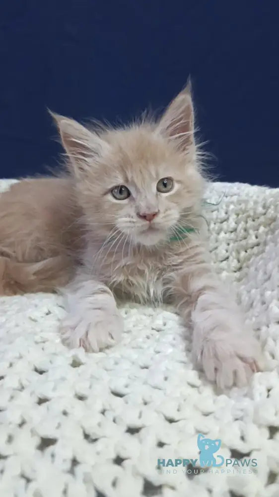 Leon Maine Coon male cream live animals