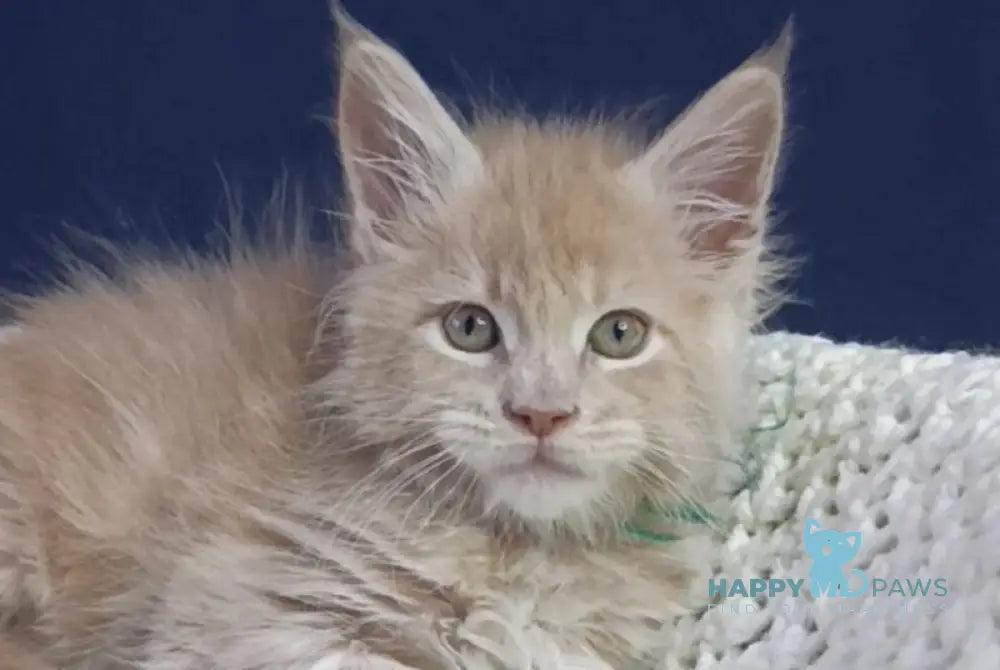 Leon Maine Coon male cream live animals