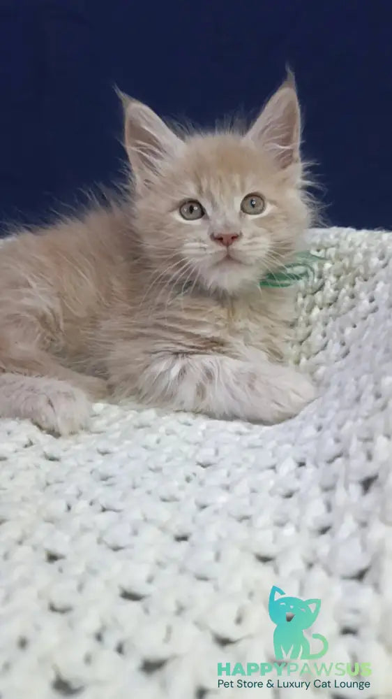 Leon Maine Coon male cream live animals