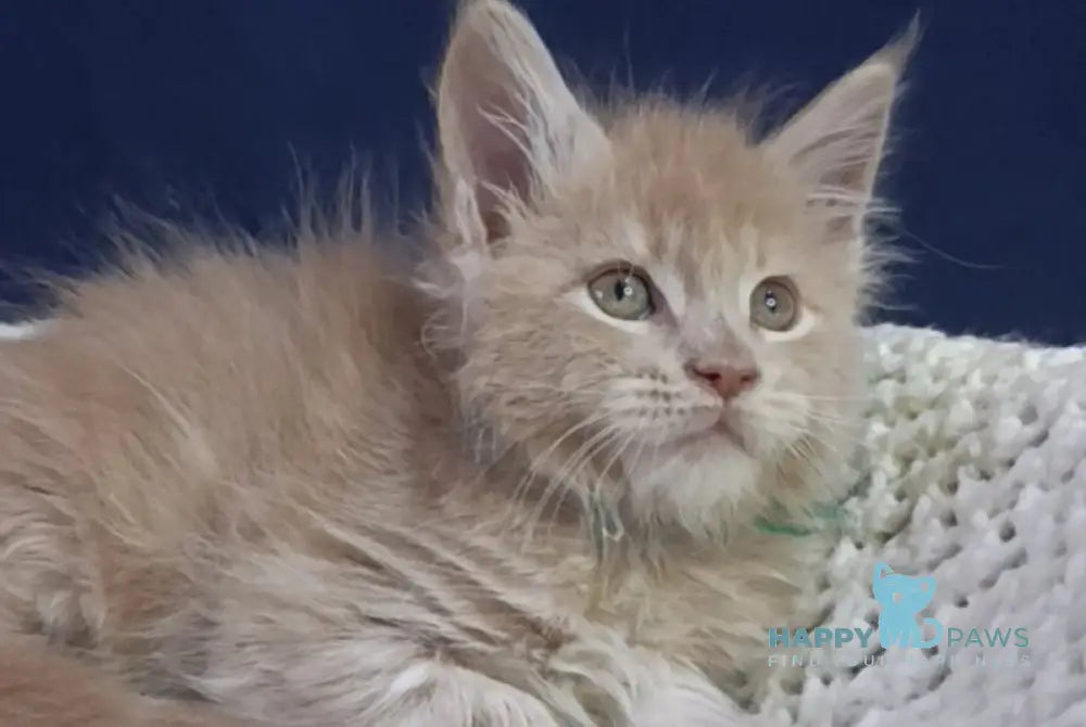 Leon Maine Coon male cream live animals