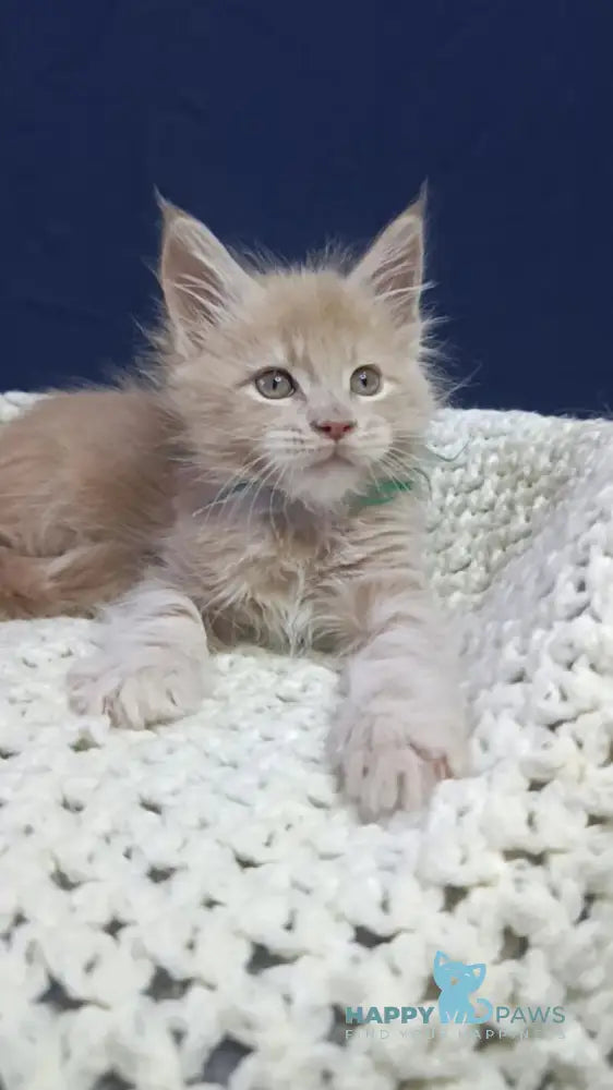 Leon Maine Coon male cream live animals