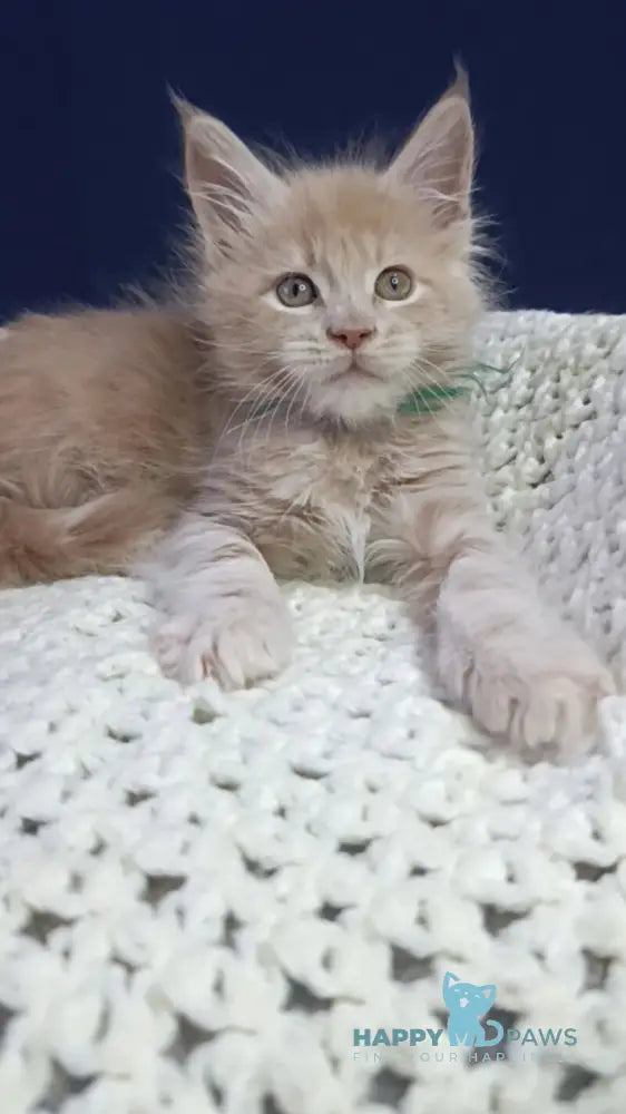 Leon Maine Coon male cream live animals