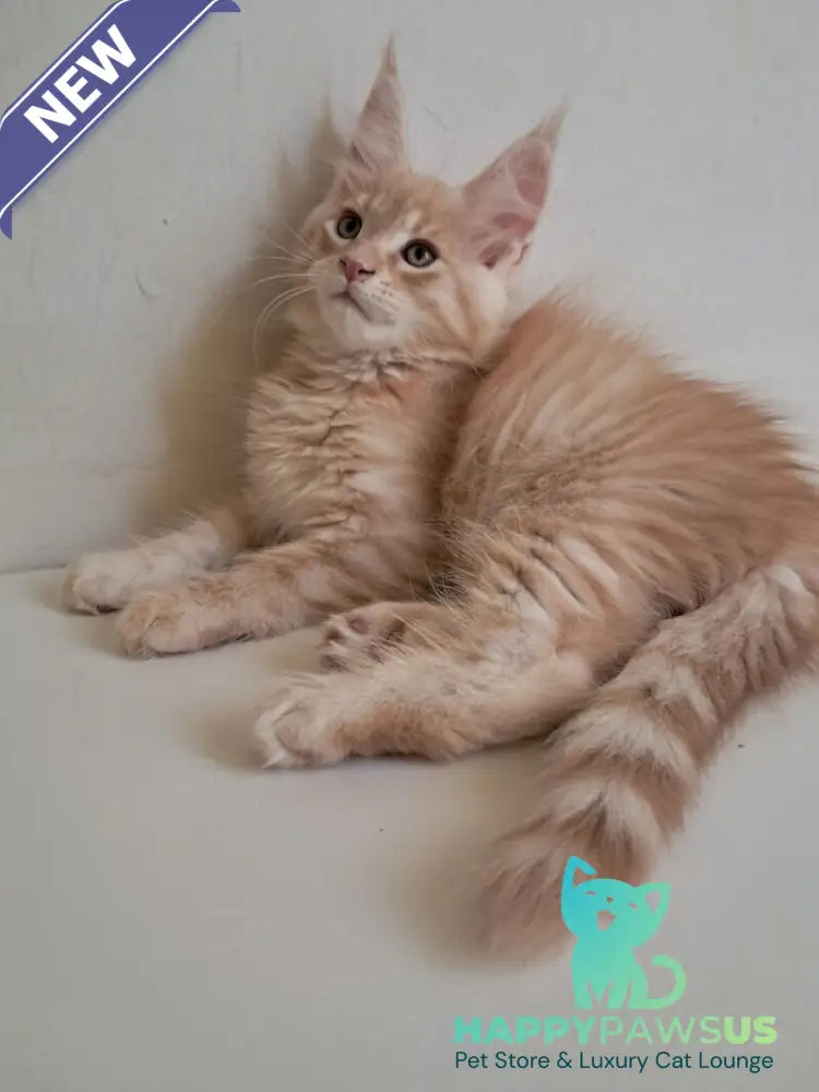 Leon Maine Coon male red silver spotted tabby - live animals