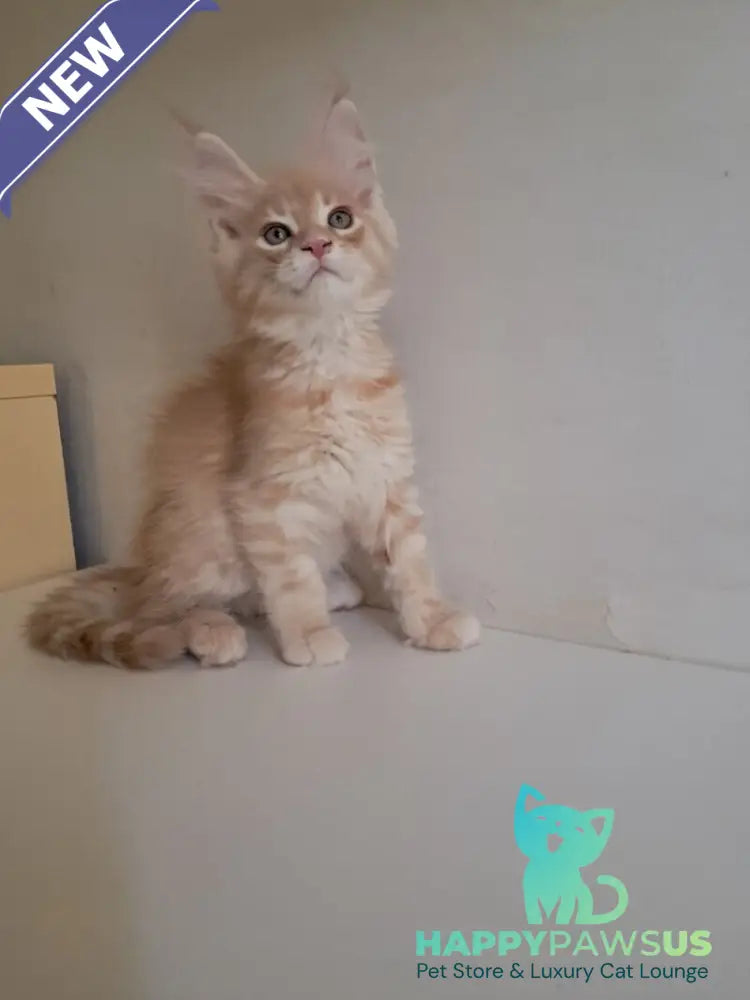 Leon Maine Coon male red silver spotted tabby - live animals