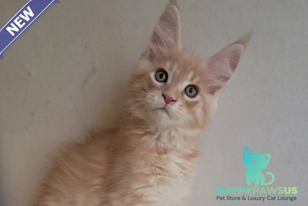 Leon Maine Coon male red silver spotted tabby - live animals