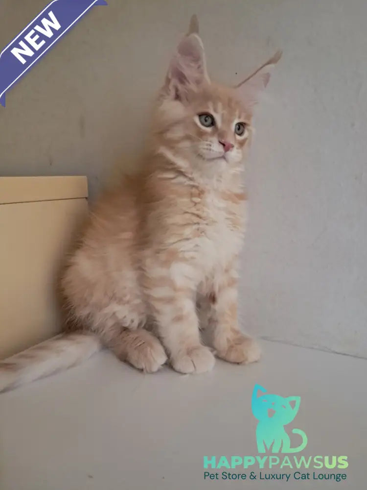 Leon Maine Coon male red silver spotted tabby - live animals