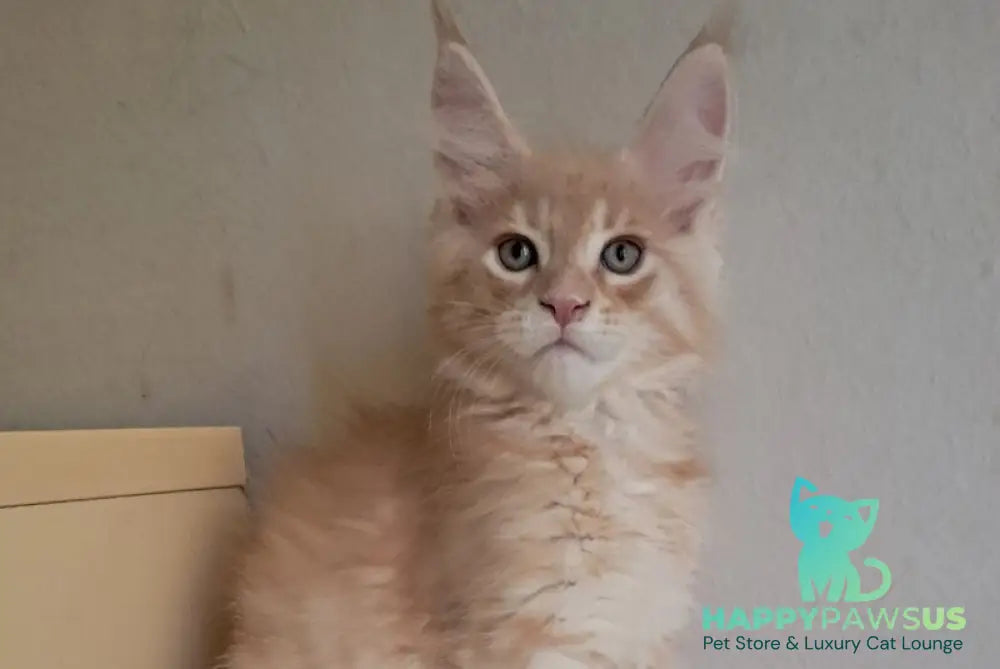 Leon Maine Coon male red silver spotted tabby - live animals