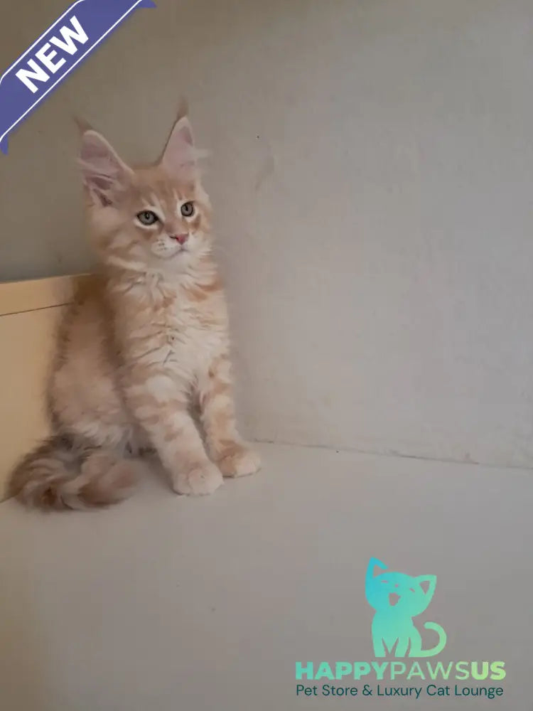 Leon Maine Coon male red silver spotted tabby - live animals