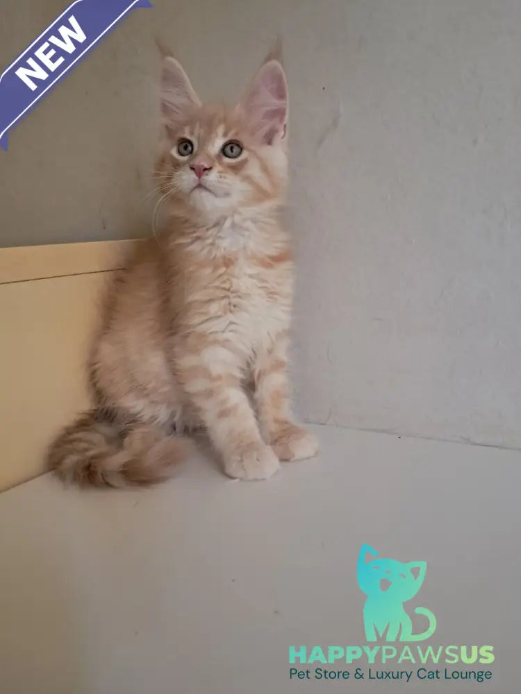 Leon Maine Coon male red silver spotted tabby - live animals
