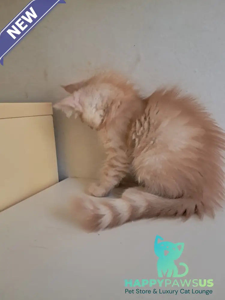 Leon Maine Coon male red silver spotted tabby - live animals