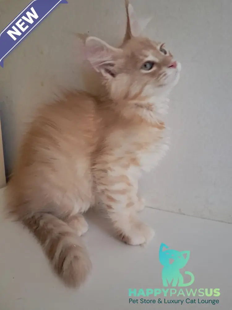 Leon Maine Coon male red silver spotted tabby - live animals