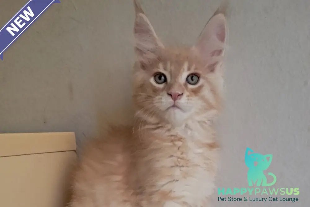 Leon Maine Coon male red silver spotted tabby - live animals