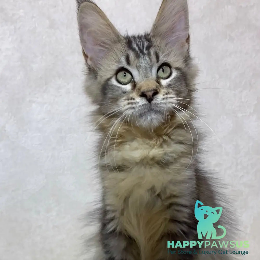 Leon Maine Coon polydactyl male black ticked tabby - live animals