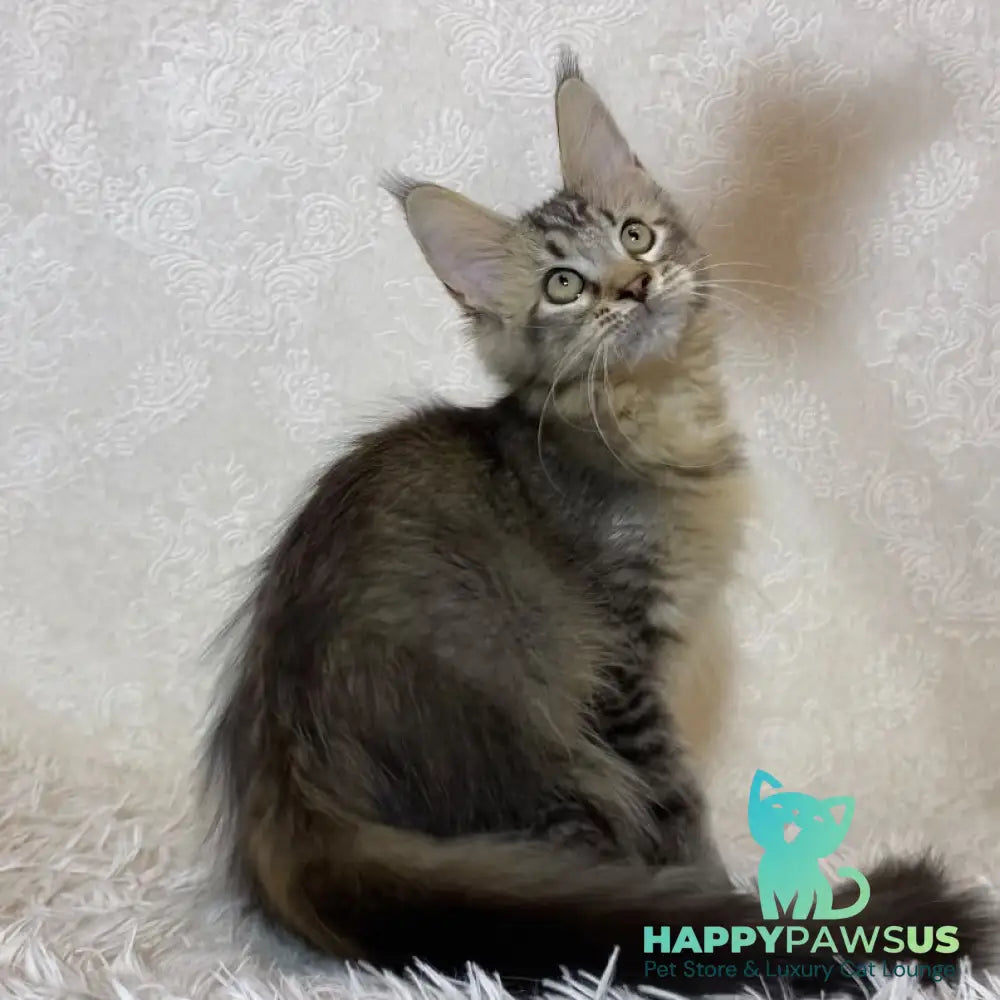 Leon Maine Coon polydactyl male black ticked tabby - live animals