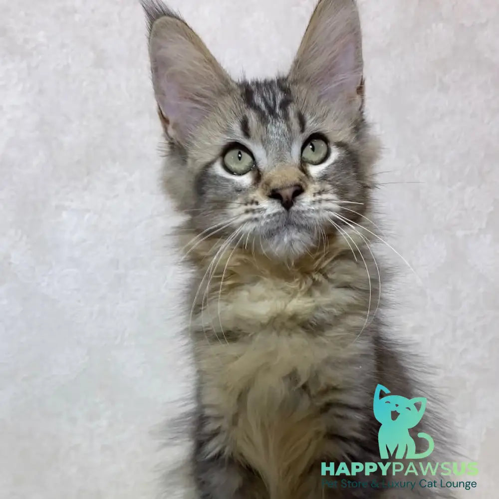Leon Maine Coon polydactyl male black ticked tabby - live animals